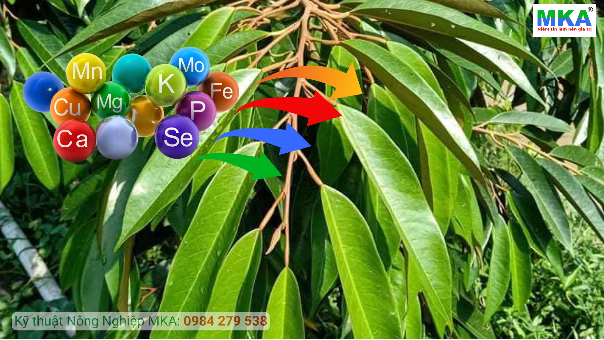 Bổ sung phân bón trung vi lượng mùa mưa